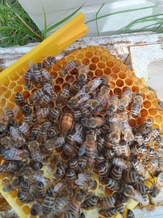 Matci buckfast,carnica și carpatine f1 imperecheate