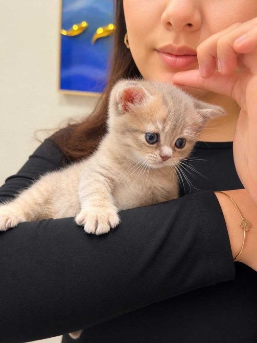 Золотая Шиншилла