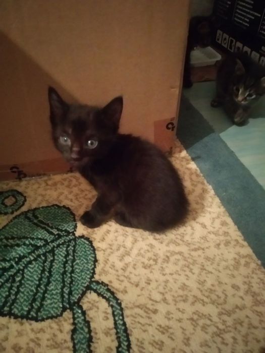Котята добрые руки
