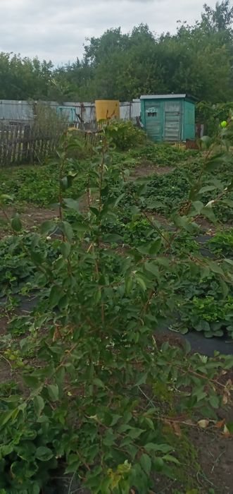 Продам дачу в обществе Борки