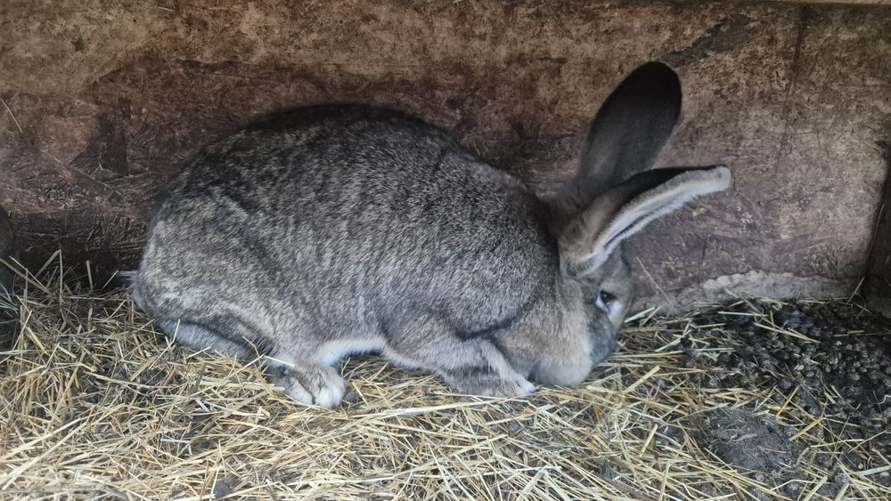 Iepuri diferite rase