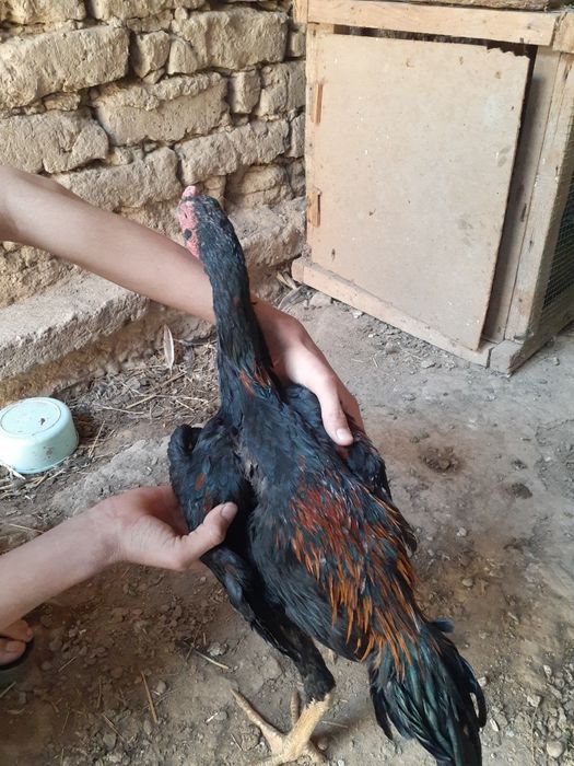 Dakan xorozlar mayiski