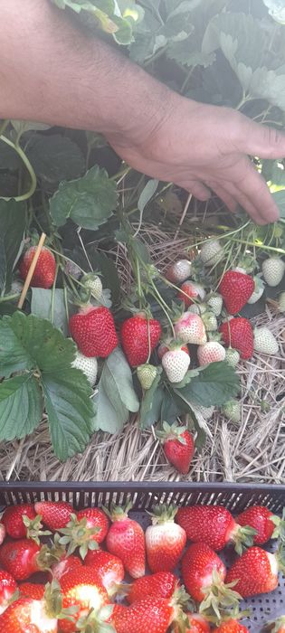 предлагам страхотен расат ягуди