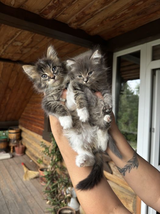 Котята в добрые руки