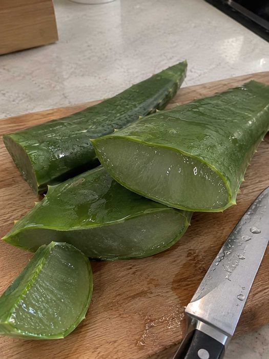 Алоэ Лечебное Астана