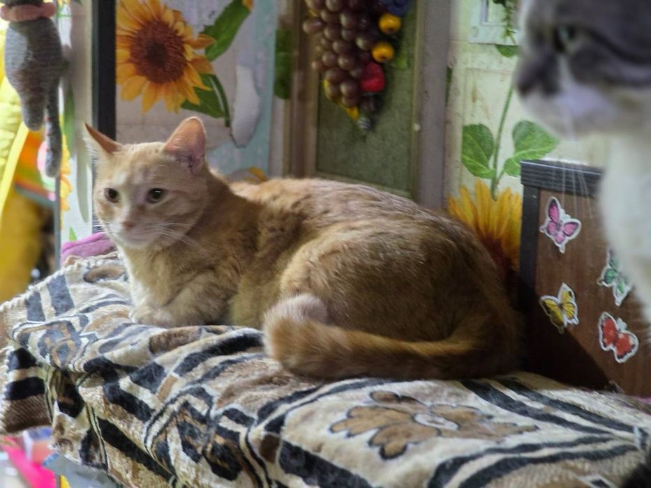 отдам кошку в добрые руки