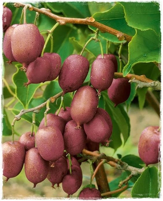 Kiwi (Soiul Ken 's Red )