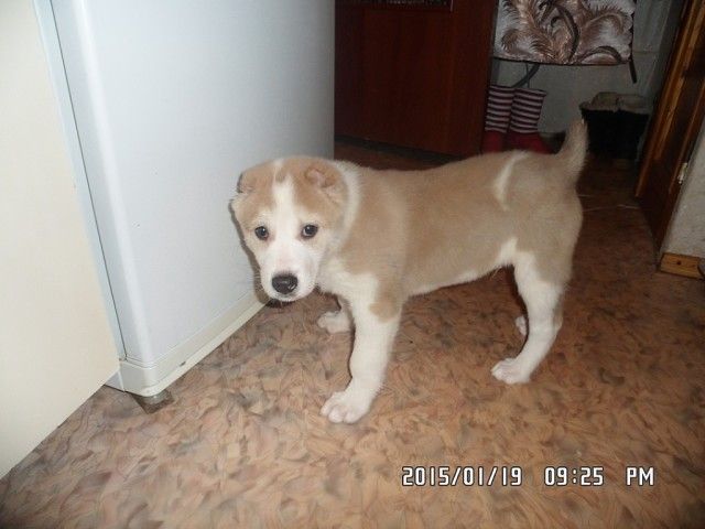 Украден алабай