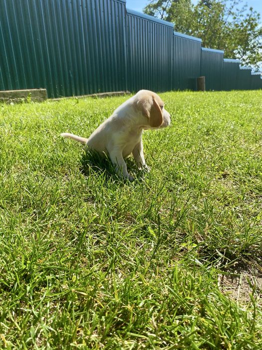 Catelus  Beagle