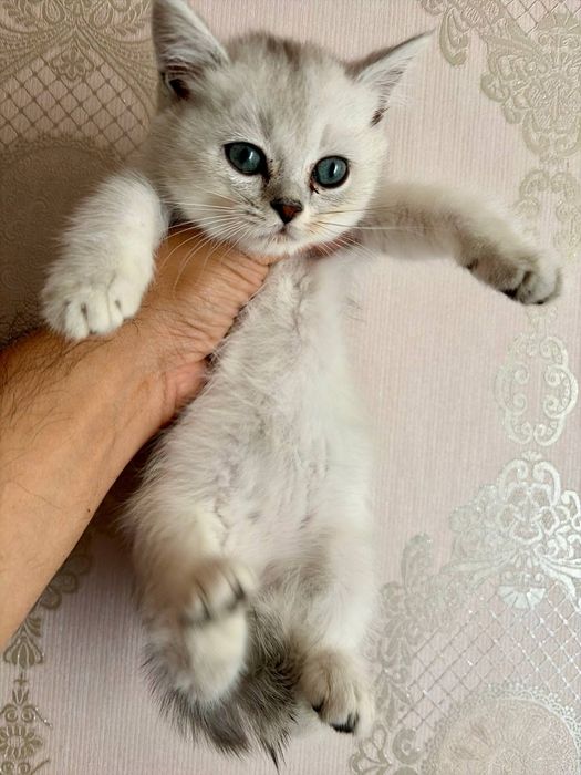 На продаже чистокровной британские кошки и котяты