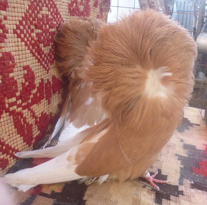 Porumbei Ornament (Maria Stuard)