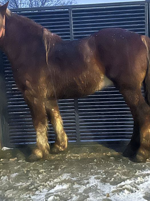 Vand 2 caii   Castratii