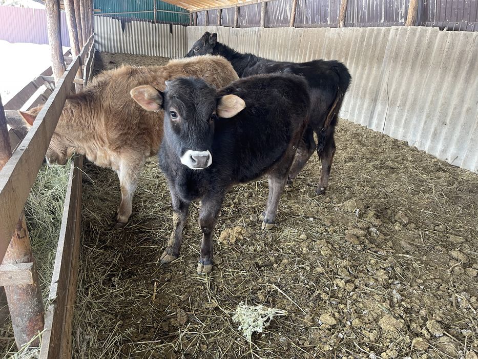 Крупно рогатый скот