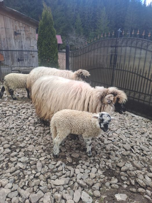 Vând oi bucălăi!!