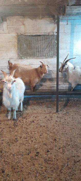 Продам коз молодые одна коза должна скоро рожать красивые