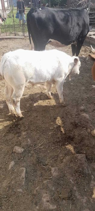 Vand Vaca si Aparat de muls