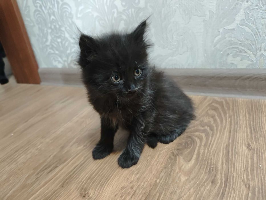 Отдам котят в добрые руки