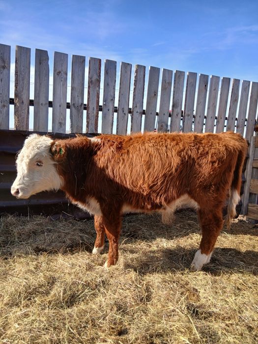 Бычки Акбасы ...