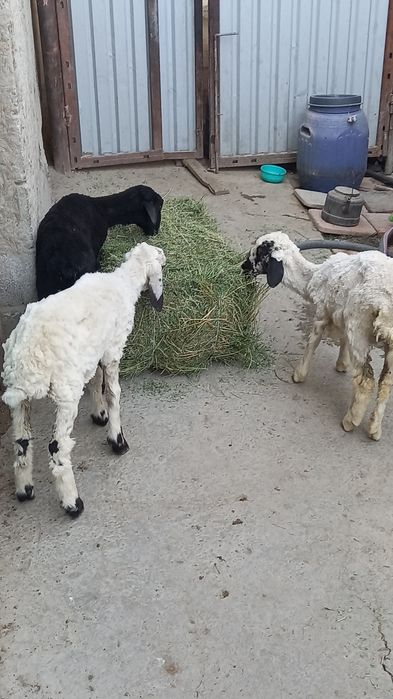 3 ta egiz barra sotiladi