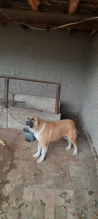 Alabay it 6 oylik 300 kelishiladi