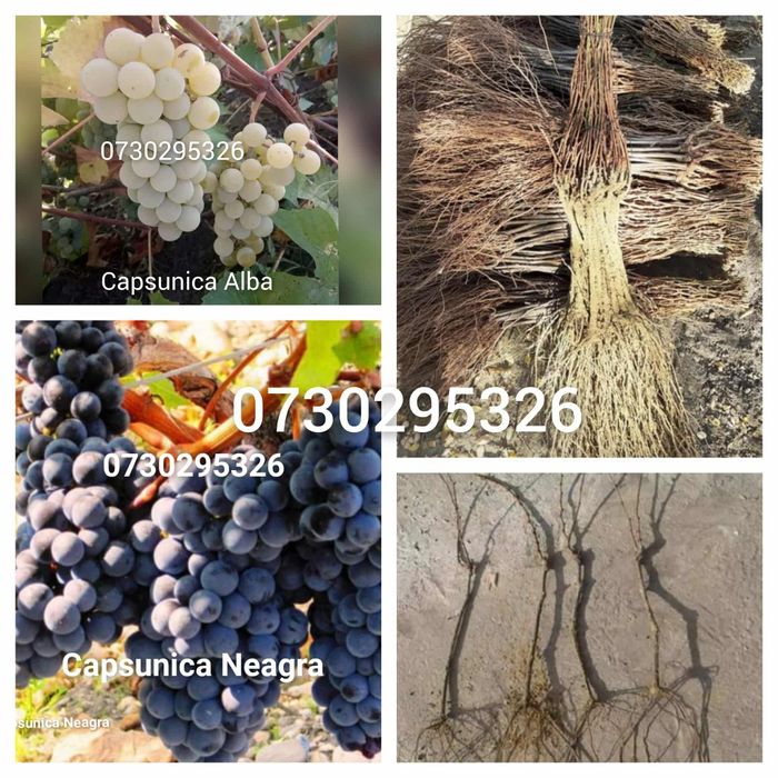 Butași viță de vie Altoită direct de la PRODUCĂTOR