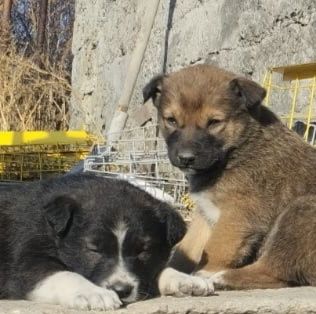 Щенки на пристройство