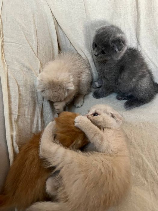 Scotish fold mushuklari