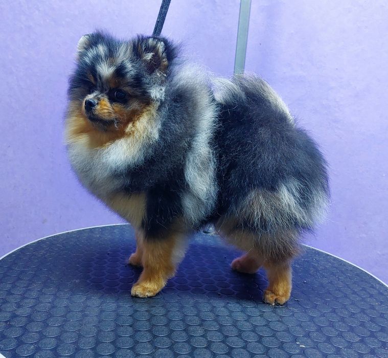 Мальчик, померанский шпиц