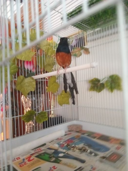 Дрозд Шама шама.