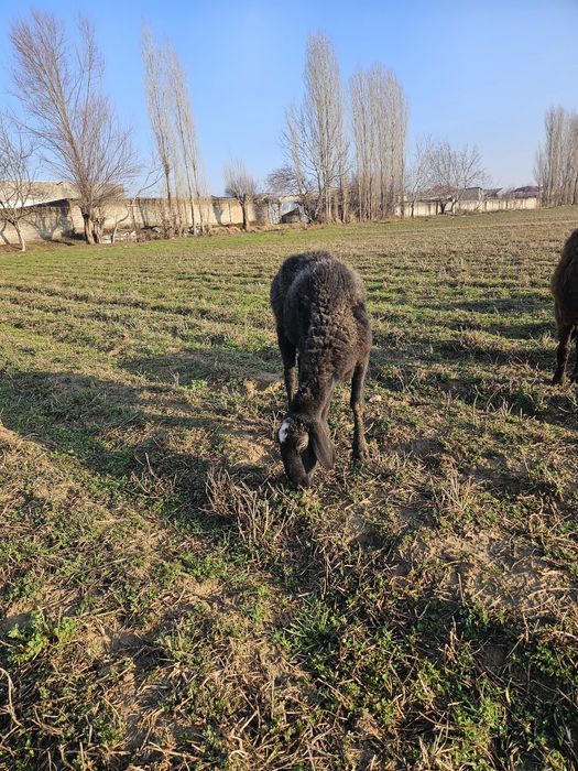 Ona bola qoy sotiladi