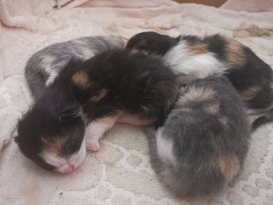 Бебета шарени Котенца