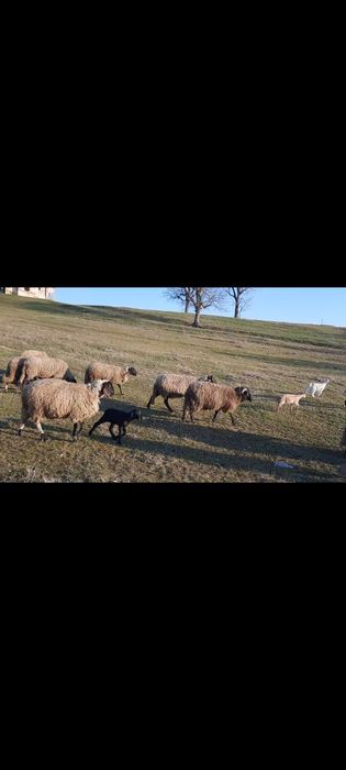 12 Oi carabase  și 7 miei