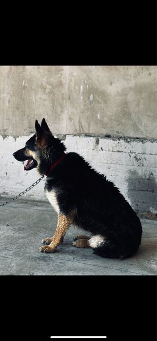 Евро восточный овчарка