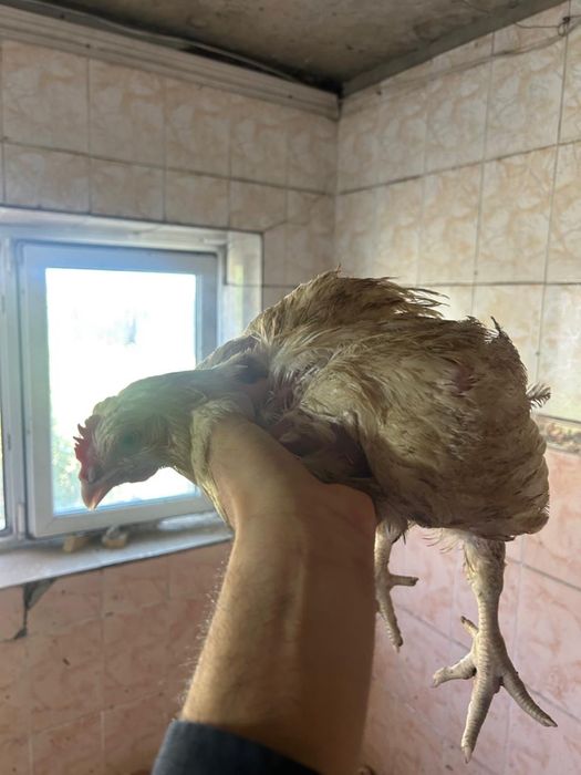 Продам цыплят домашние