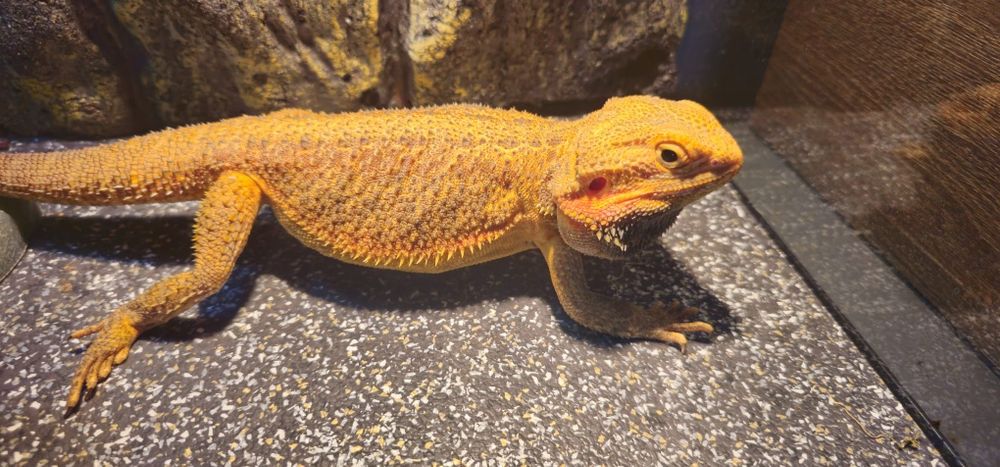 Agama cu Barba Rosie