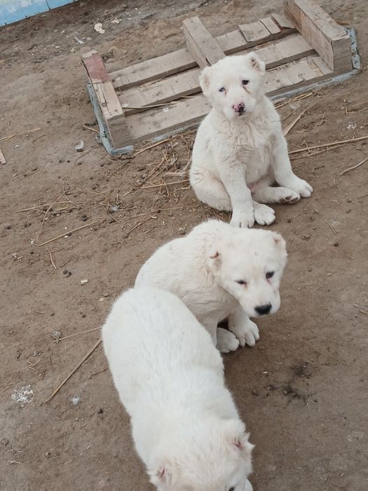 Алабай кучиклар сотлади