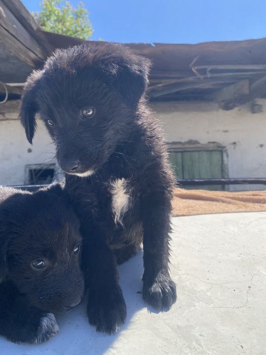 Тобет Овчарка щенки
