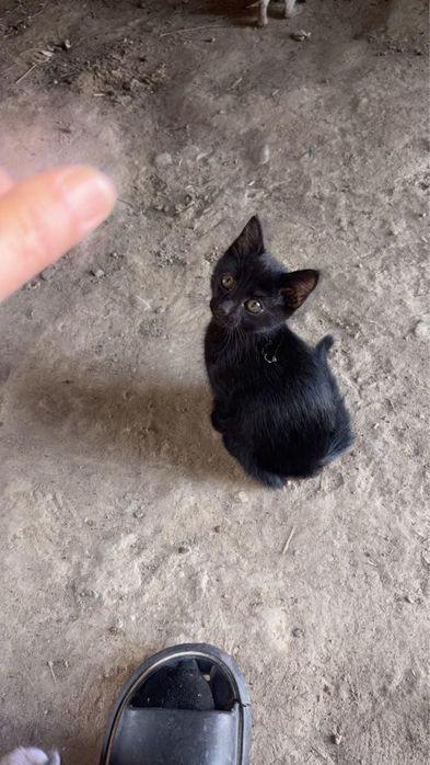 Котята отдам добрый руки