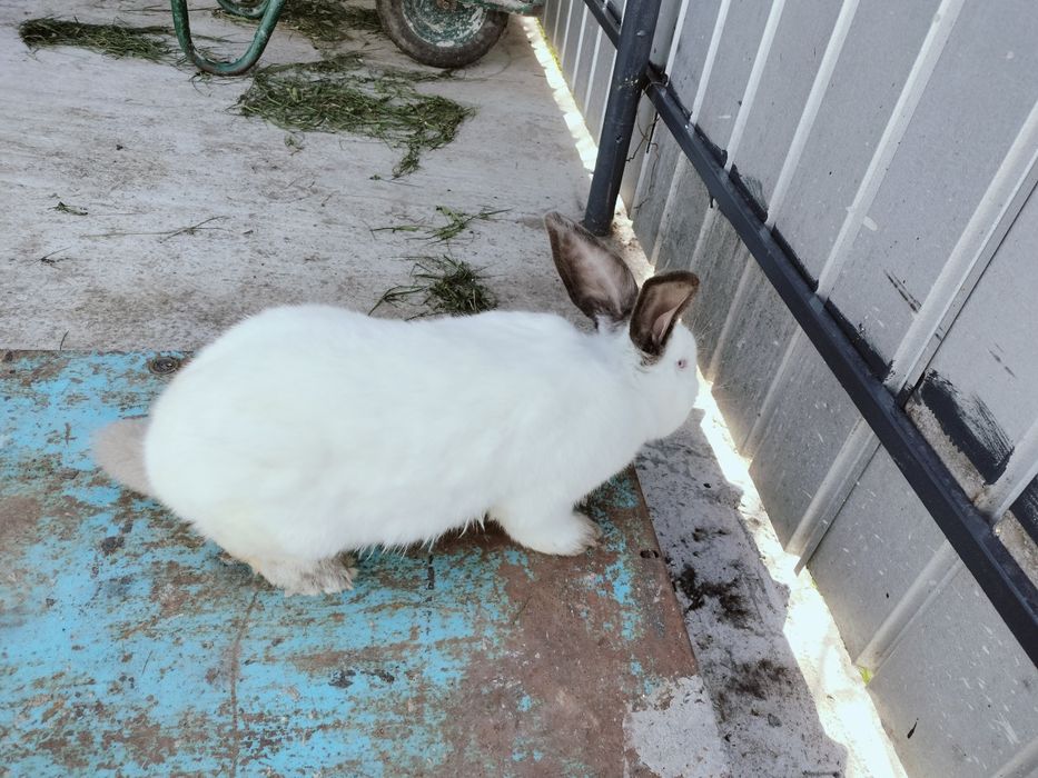 Iepuri uriaș de Transilvania