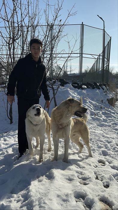 Алабай еркек тобет