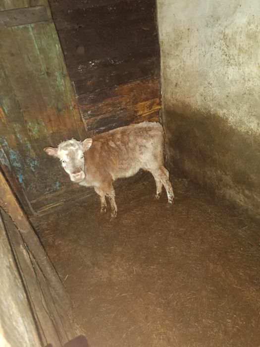 Продаю две телочки