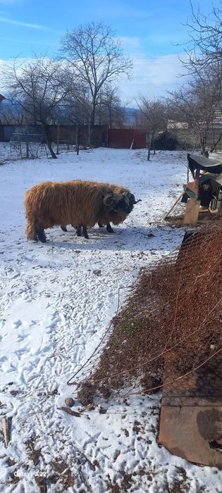 Vând 2 berbeci miori grași.