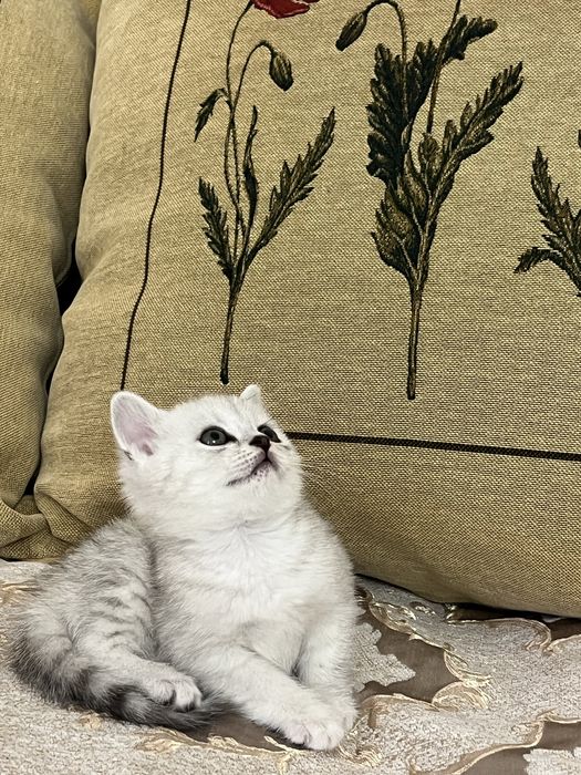 Котенок Шин Шиллы 1мес