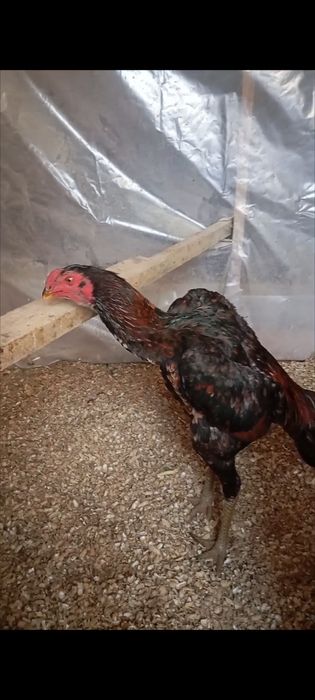 Тонка дакан тухумлари сотилади