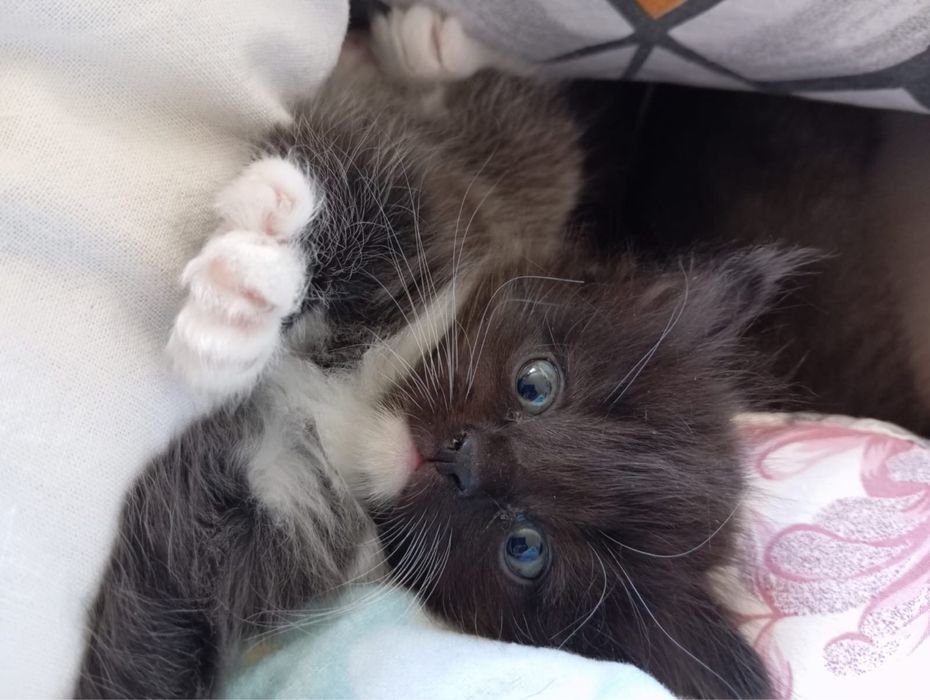 Отдам котят в добрые руки