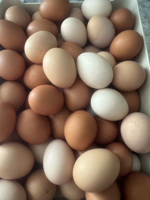 Продам яйцо домашнее