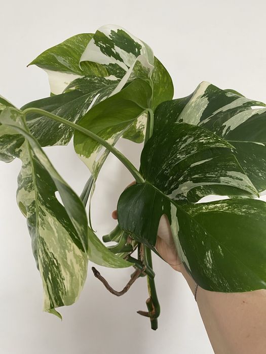 Продам черенки монстеры альба