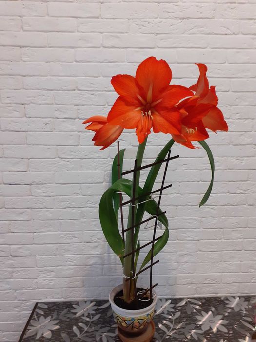 Продам комнатные цветы