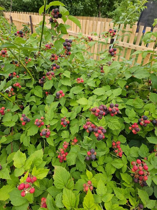 Продам дачу в саду "Клён"