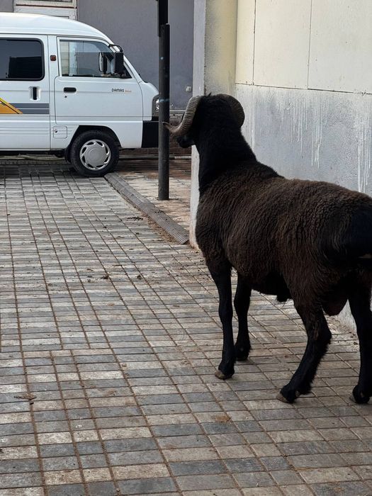 Qassob xizmati sog'lom dashda boqilga qoyla kilosiga 140 somda